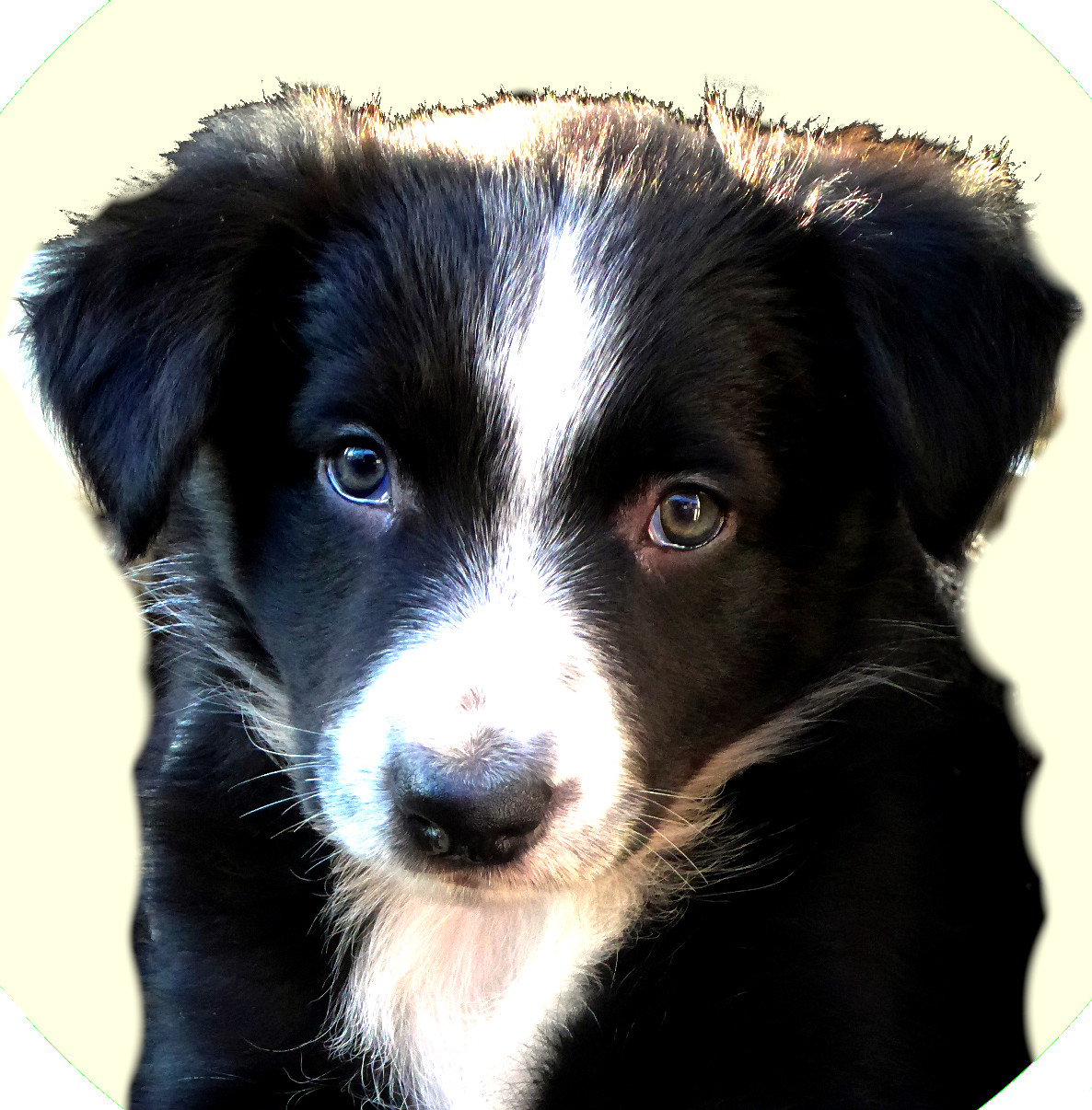 ((IMG-Sky as puppy))